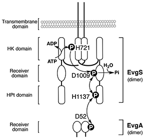 EvgSA scheme